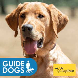 GMS Guide Dogs Oscar